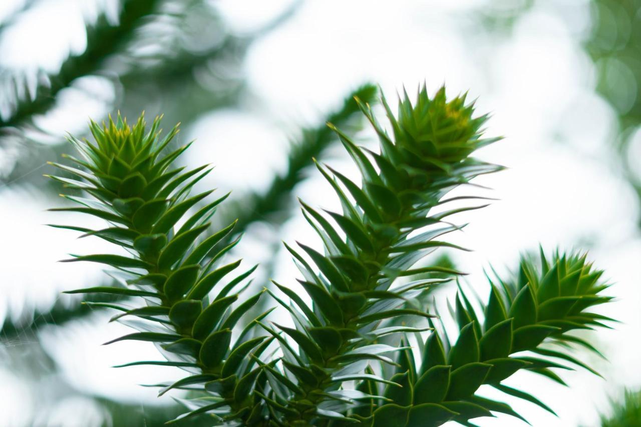Le Gite Araucaria Le Tilleul Екстер'єр фото
